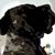 Christopher Levy Leverton's profile image