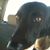 Pat A Deleva's profile image