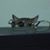 Karen Neisius's profile image