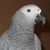 Daphne Russell Duncan's profile image