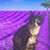 Deb Vizza Meehan's profile image