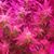 Mrfouronethree Grows's profile image