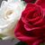 Rosa Madueno's profile image