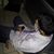 Jaffer Rizav's profile image