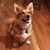 Rose Schlosser's profile image