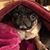 Lisa Niemeyer Thelen's profile image