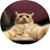 ScottD Swartout's profile image