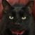 Angela Neumann's profile image