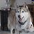 Sue Studenic's profile image
