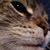 Jeanne Sharp's profile image