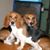 Pat Kelley's profile image
