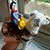Wendy Smith Newmyer's profile image