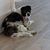 Liz Lima Pittelko's profile image