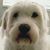 Patti Ross's profile image