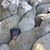 Stace Sharp's profile image