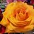 Darlene Lane's profile image