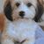 Debbie Jones Robertson's profile image