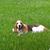 Rene Capalbo's profile image