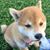 Graeme Gibson's profile image