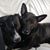 Michele Drillwolf's profile image
