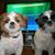 Karen Williams's profile image