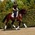 Irene Hoeflich-Wiederhold's profile image