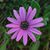Deborah Woods's profile image