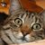Ann Samuelson's profile image