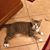 Sherry Gammon's profile image