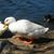 Cheryl Zack's profile image