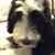 Colette Steffes Evans's profile image