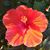 Dawn Pearsall Florek's profile image