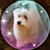 Pat Strepka- Troxler's profile image