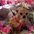 Dee Covet Beltz's profile image