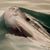 Cynthia Sulzberger Wells's profile image