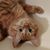 Micki Knop's profile image