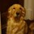 Tom Schaus's profile image