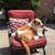 Carol Bennett Beliveau's profile image
