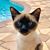 Amy Altz's profile image