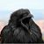 Tim Carpenter's profile image