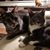 Susan Fitzmaurice Miller's profile image
