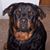 John N. Brese's profile image