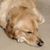 Steven Knapp's profile image
