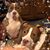 Becca McCamant Massey's profile image