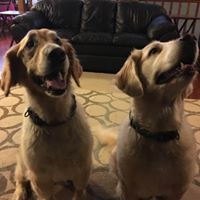 Angie Guetschow's profile image