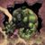 Dale Christopher's profile image