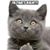 Dale Bailey's profile image