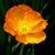 Laurra Lee's profile image