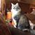 Carol Johansen's profile image