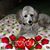 Jackie Robertson McLeran Timmer's profile image